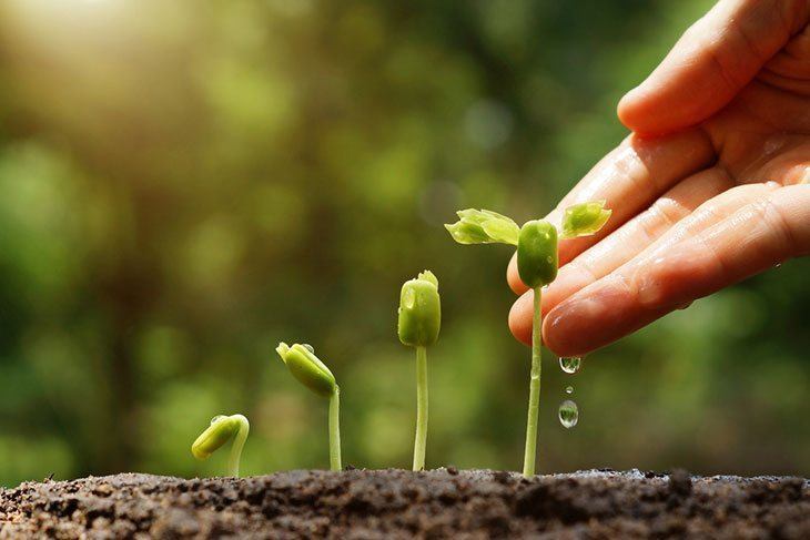 Watering-the-chickpea-plant-how-to-grow-chickpeas